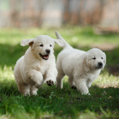 golden retriever puppies running